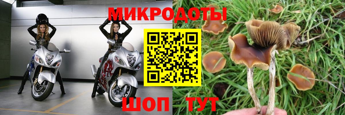 Псилоцибиновые грибы Psilocybe Минеральные Воды